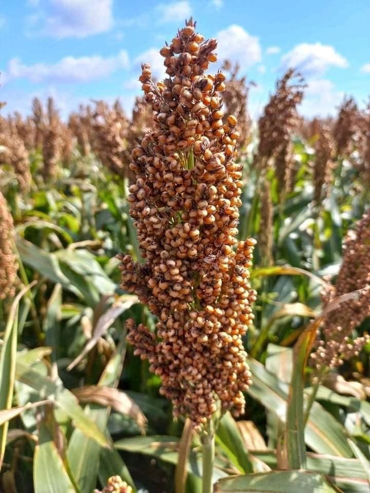 Lavoura de Sorgo e Milheto